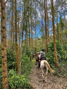 Colombia-Coffee Zone-Mountains and Waterfalls in Central Andes